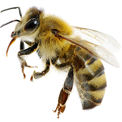 Saskatraz Honey Bee
